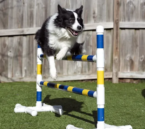 Dog jumping over an agility course Dog jumping over an agility course