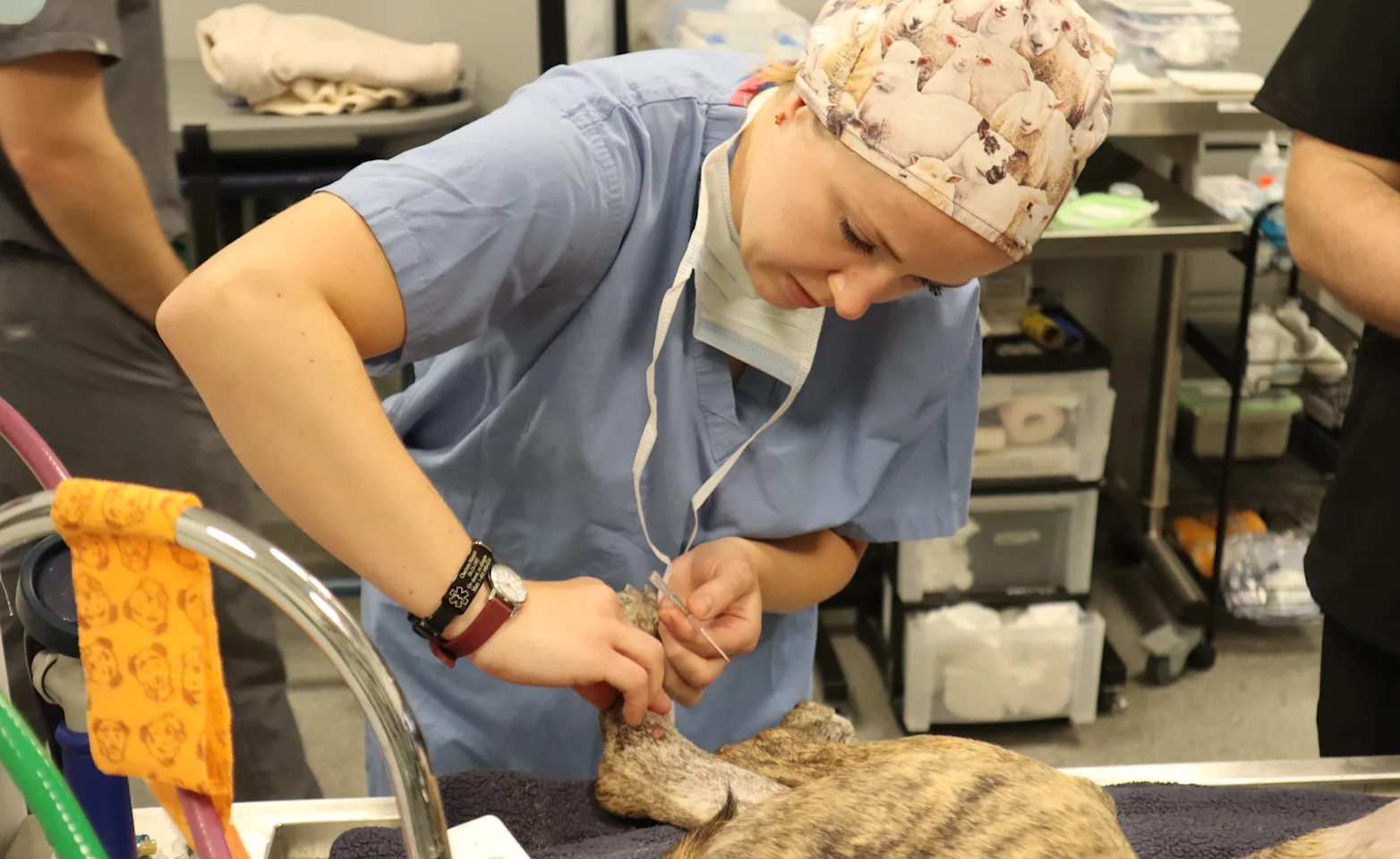 Doctor Examining Dog's Leg Doctor Examining Dog's Leg