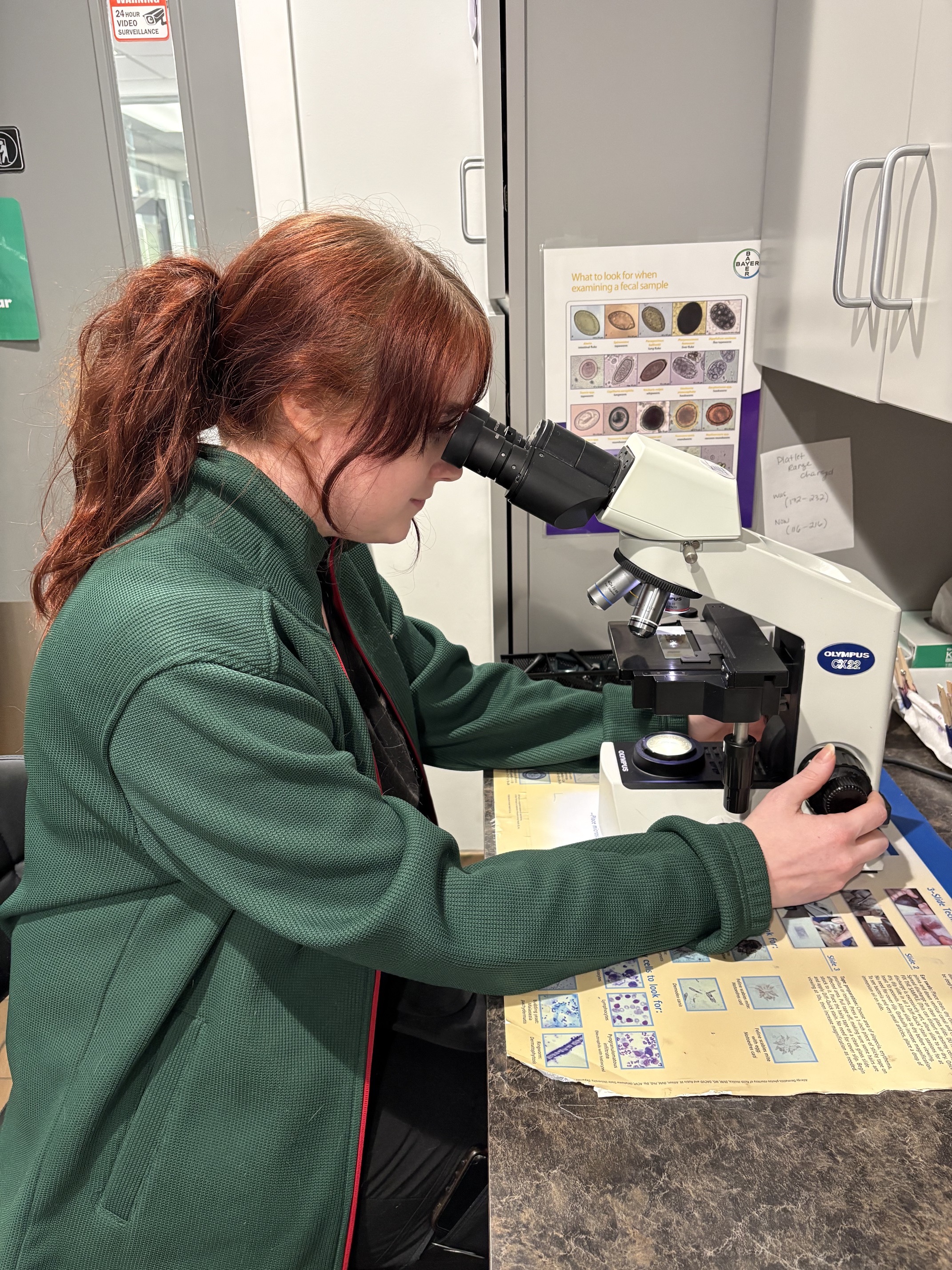 Veterinary staff member examining a sample under a microscope
