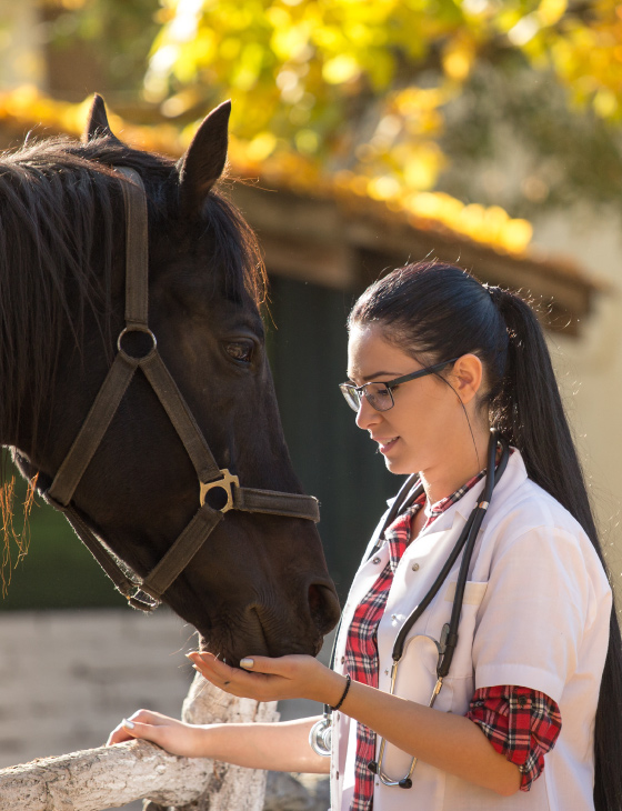 Horse feeding by doctor
