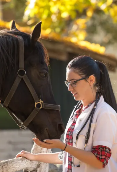 Horse feeding by doctor Horse feeding by doctor