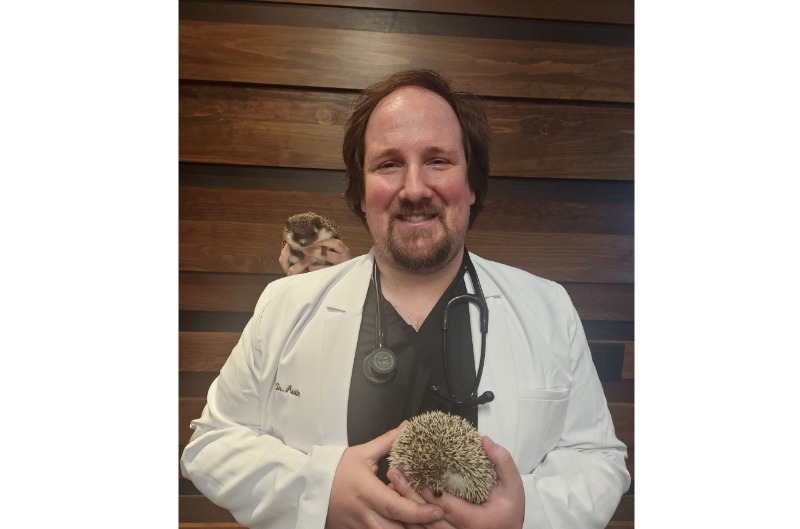 Vet Holding hedgehog