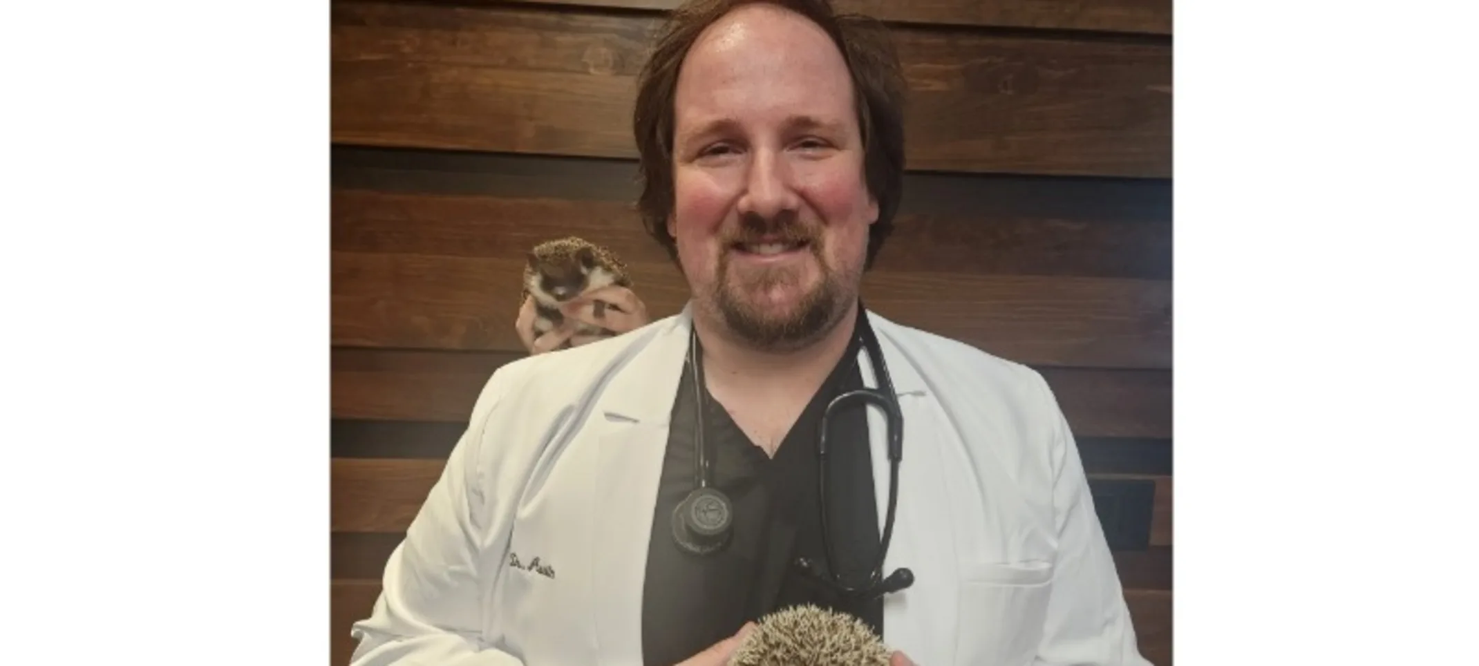 Vet Holding hedgehog Vet Holding hedgehog