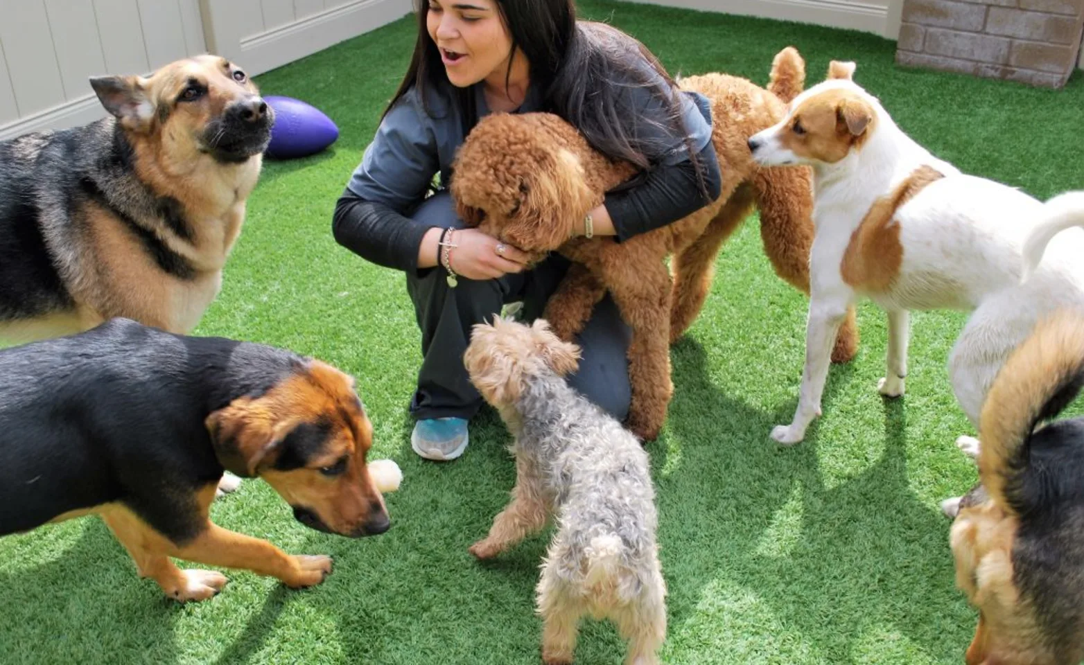 Multiple dogs standing around a veterinary staff member