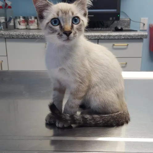 Cat on table at the hospital