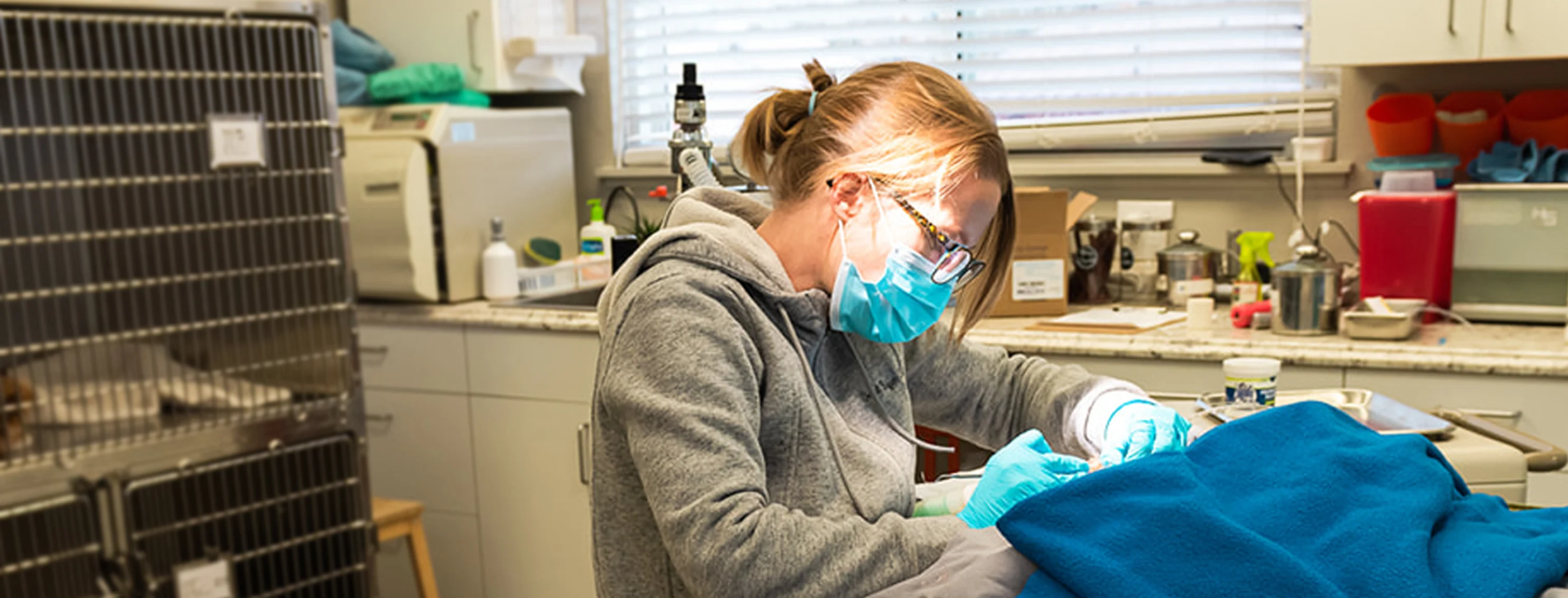 Veterinarian at Valley Veterinarian Hospital in Rifle, Colorado helping pet patient.