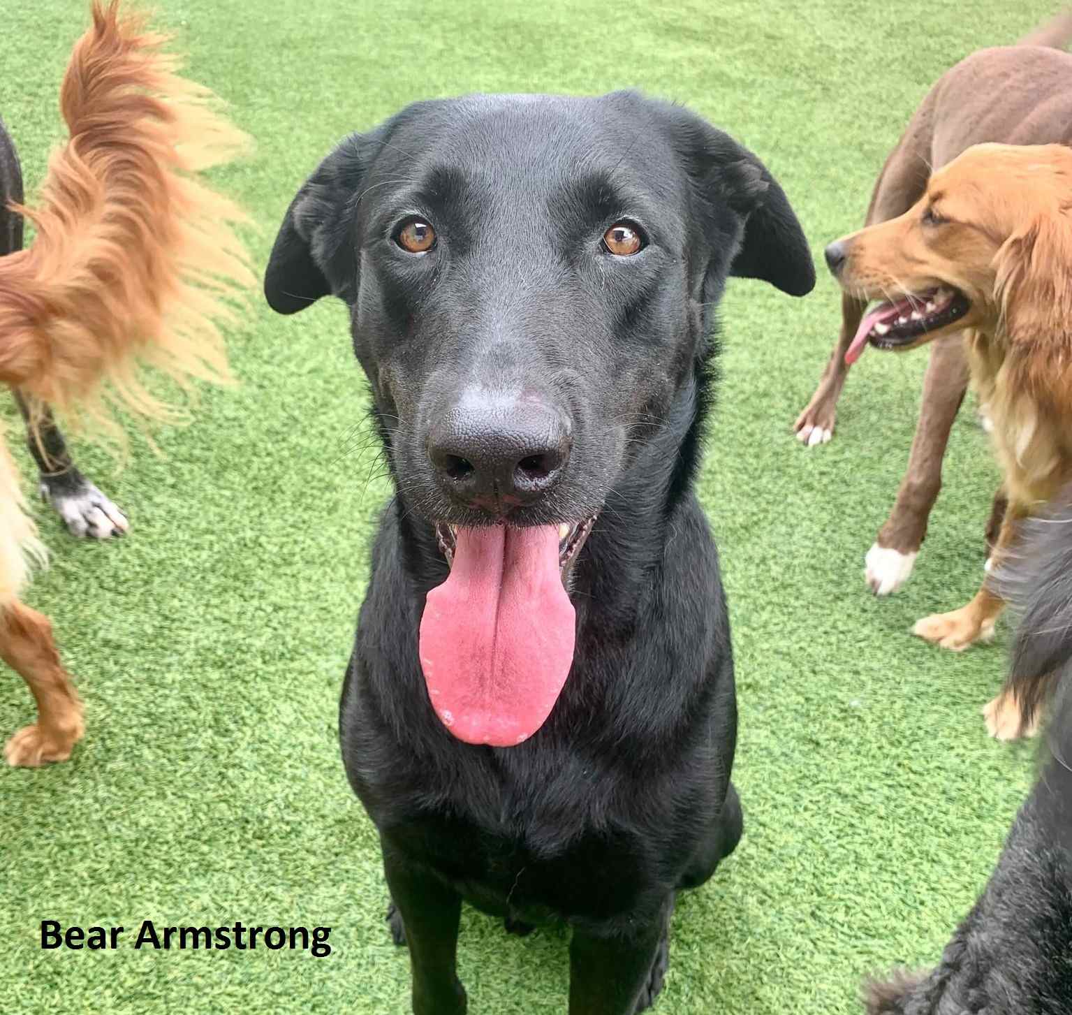 Cloe up of large black dog sitting, looking at the camera and smiling with tongue out.