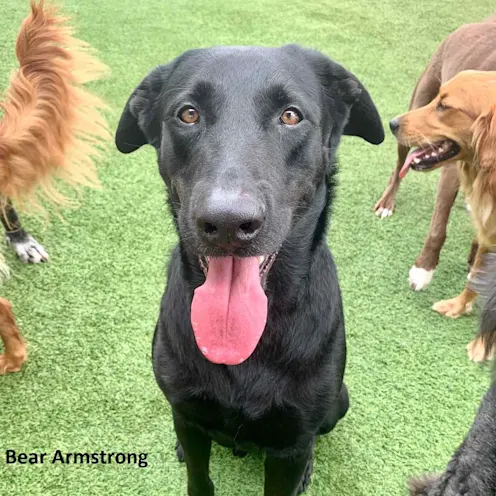 Cloe up of large black dog sitting, looking at the camera and smiling with tongue out. Cloe up of large black dog sitting, looking at the camera and smiling with tongue out.