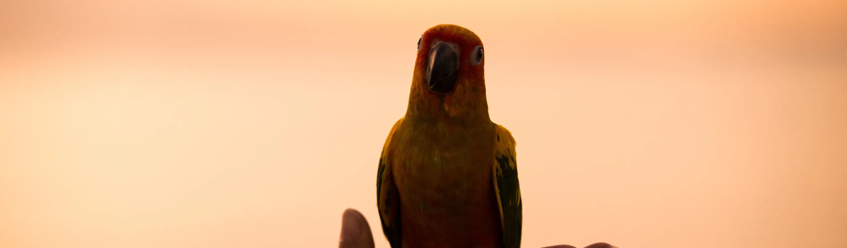 Bird with sunset in the background