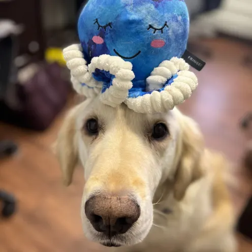 Cream colored dog with a blue toy octopus on its head