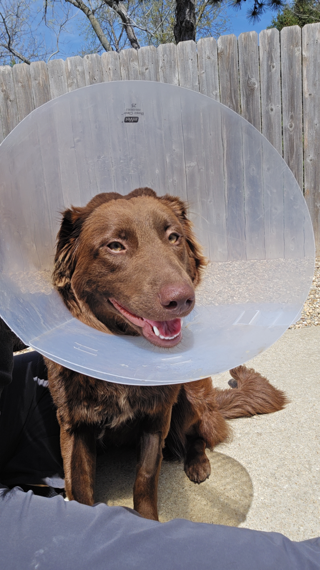 Chocolate lab wearing cone
