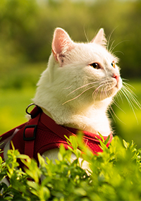 Cat sitting outside with a red harness on
