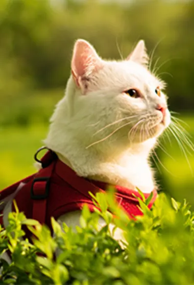 Cat sitting outside with a red harness on Cat sitting outside with a red harness on