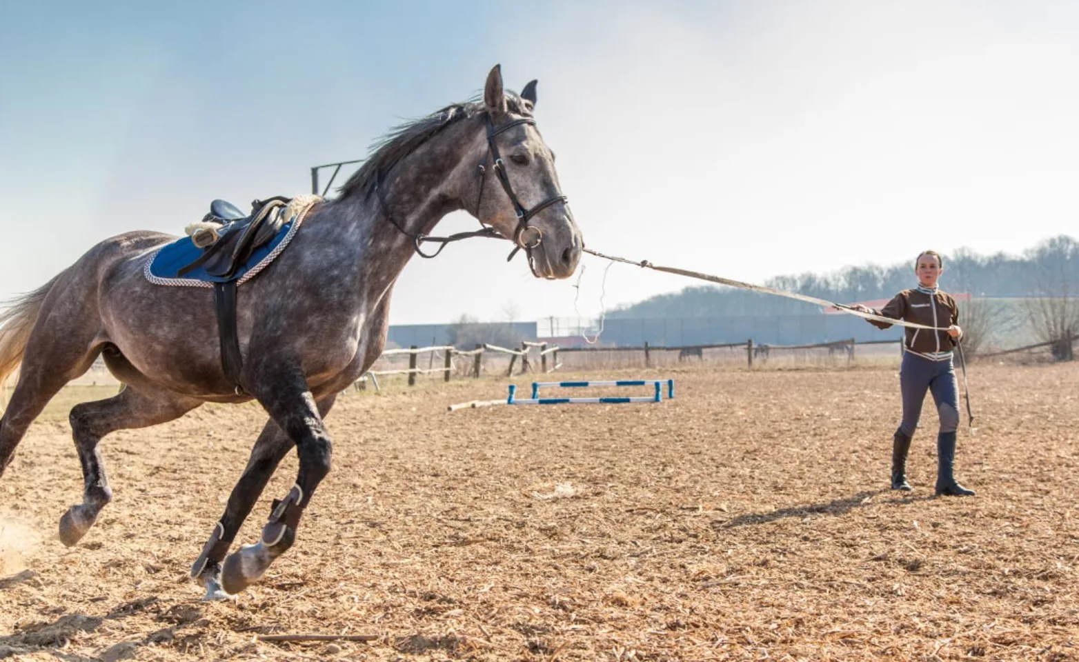 Woman Training Horse Woman Training Horse