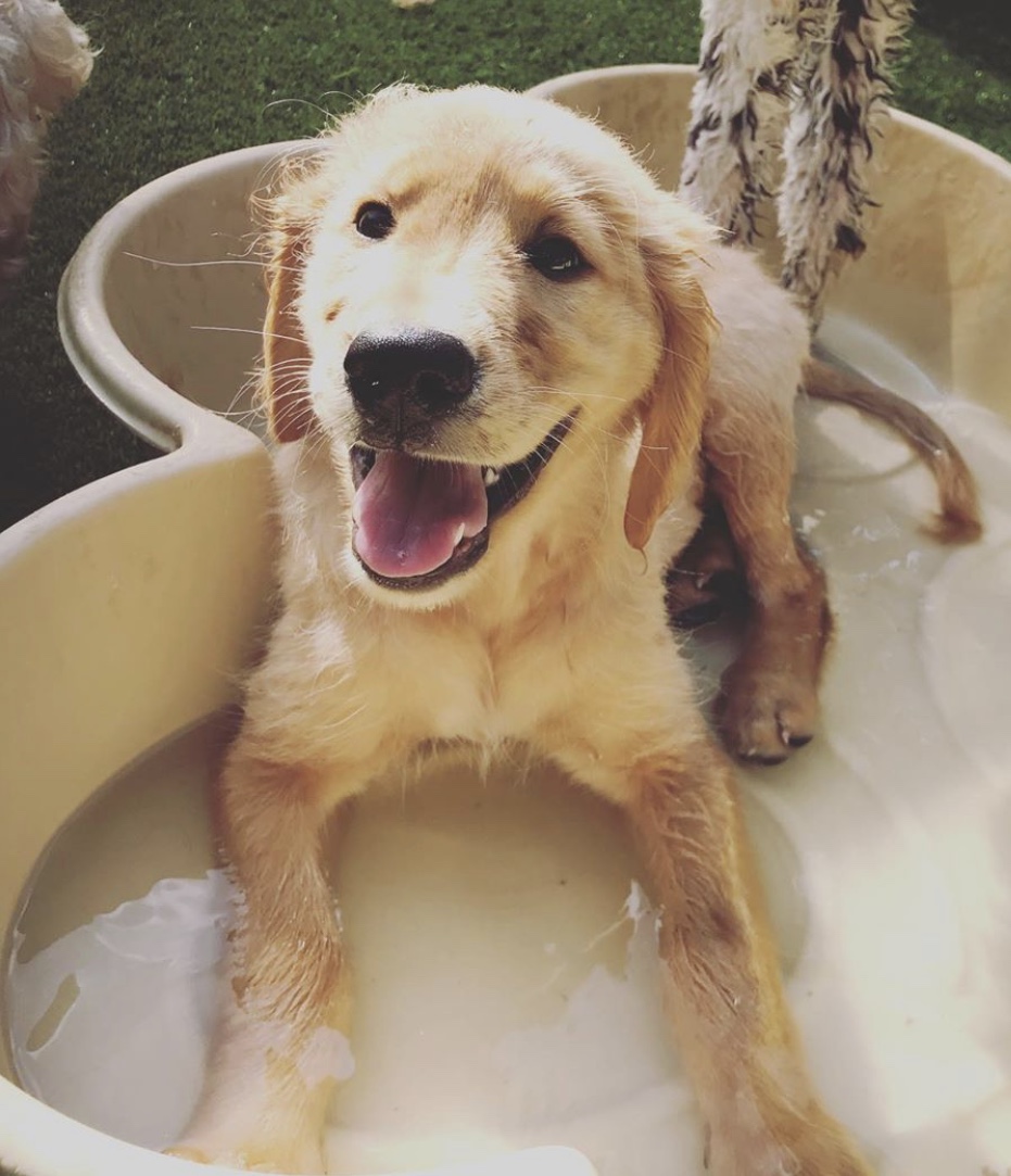 Labrador puppy sitting in a plastic bathtub in play area at Hill Country Animal Hospital