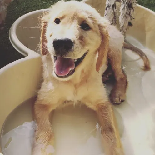 Labrador puppy sitting in a plastic bathtub in play area at Hill Country Animal Hospital