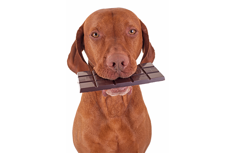 Dog eating chocolate
