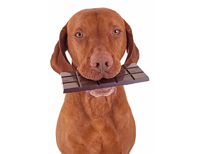 Dog eating chocolate Dog eating chocolate