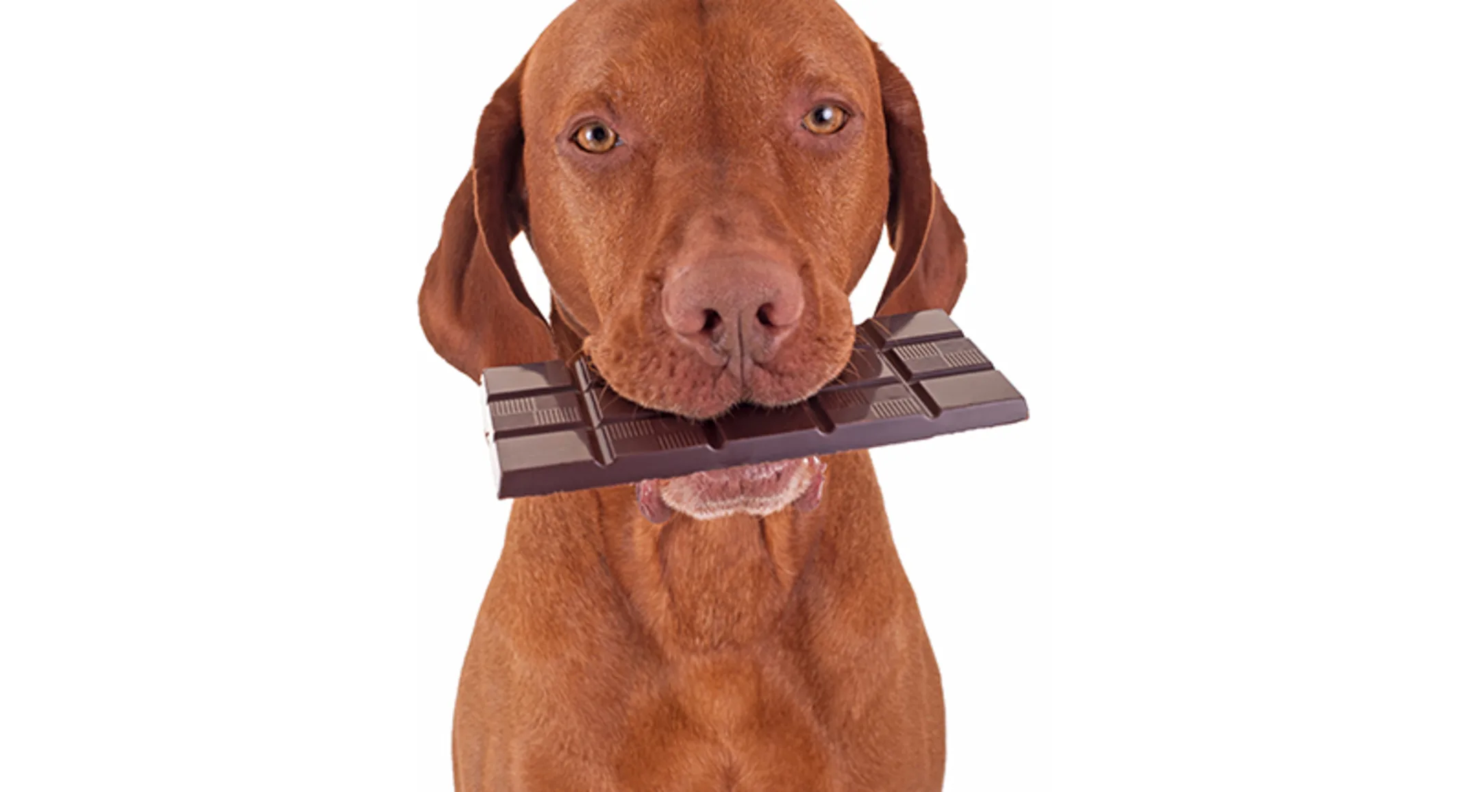 Dog eating chocolate Dog eating chocolate