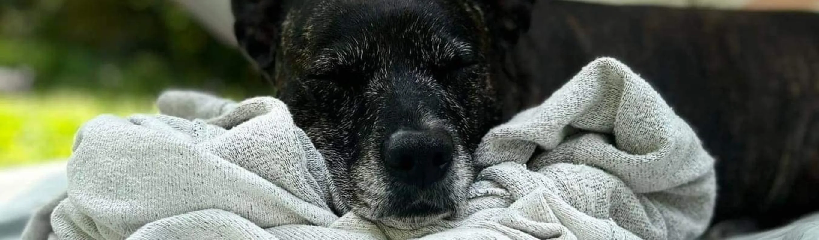 A senior dog is laying down A senior dog is laying down