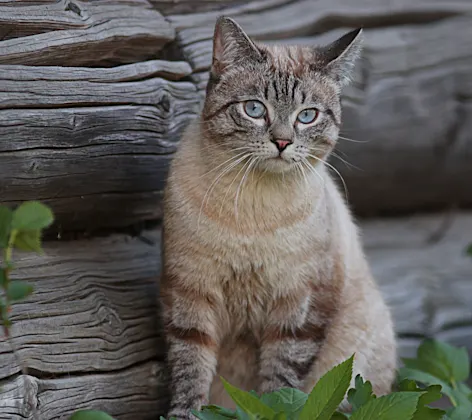 Cat Cat