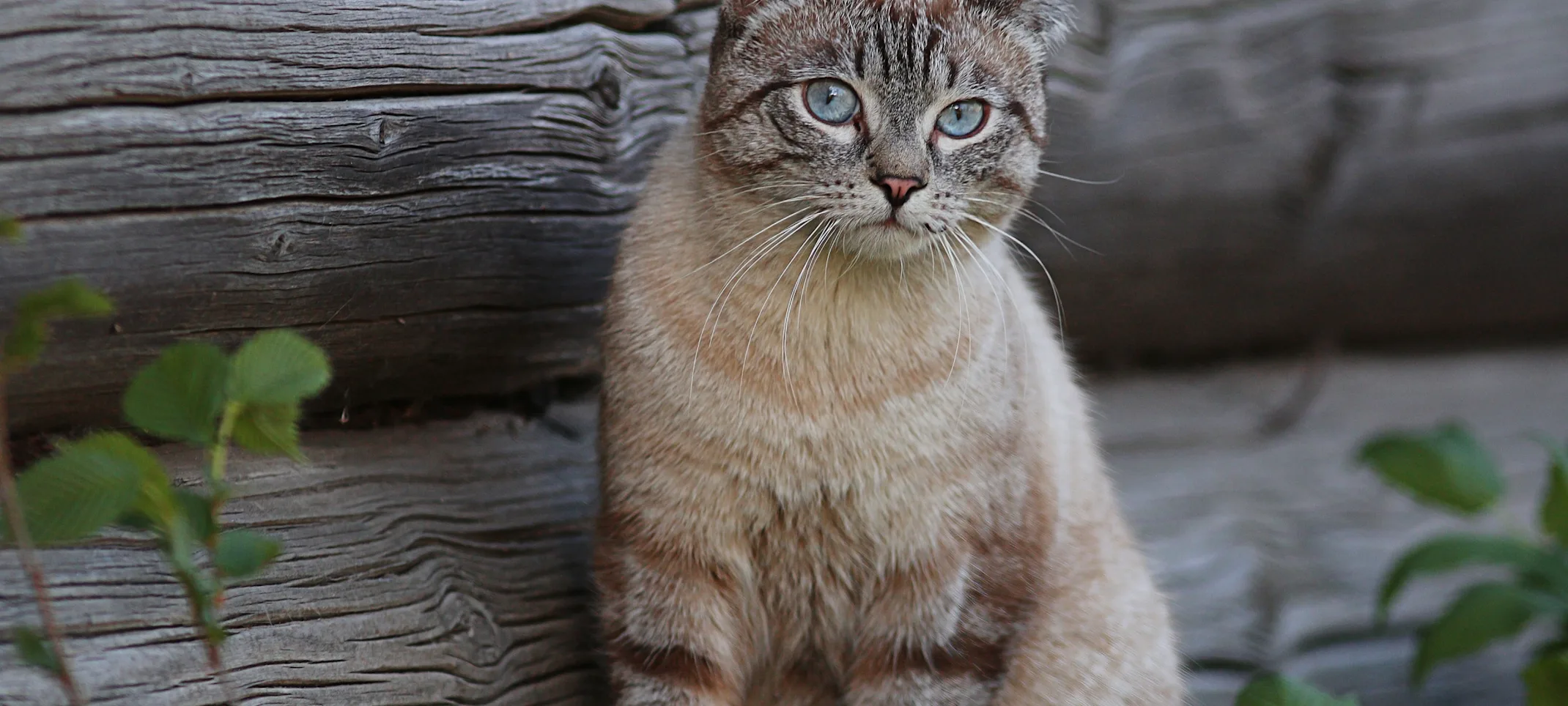 Cat Cat
