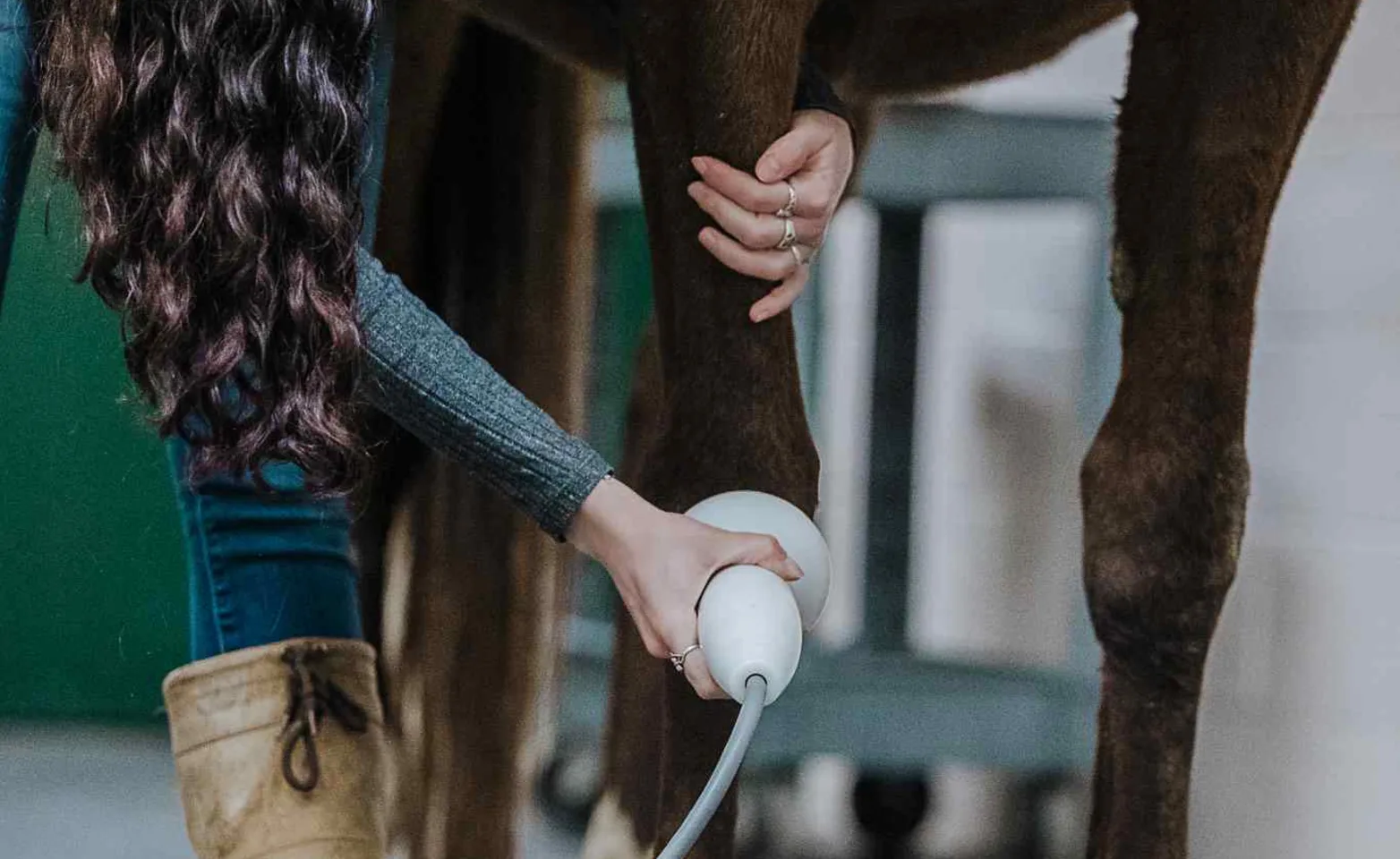 Staff Examining a Brown Horse's Leg Staff Examining a Brown Horse's Leg