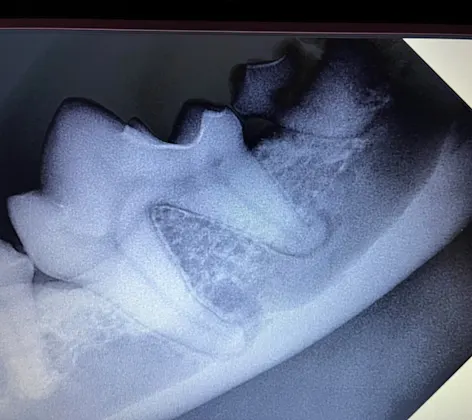 X-ray of dog tooth X-ray of dog tooth