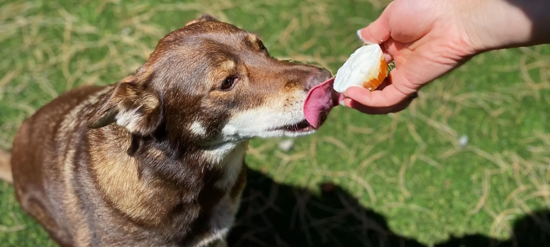 Brown Dog Eating a Puppuccino Brown Dog Eating a Puppuccino