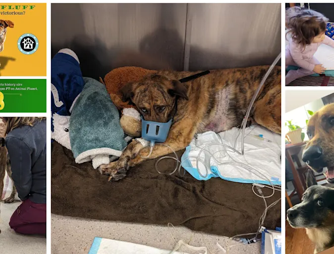 dog laying down with small child holding paw dog laying down with small child holding paw