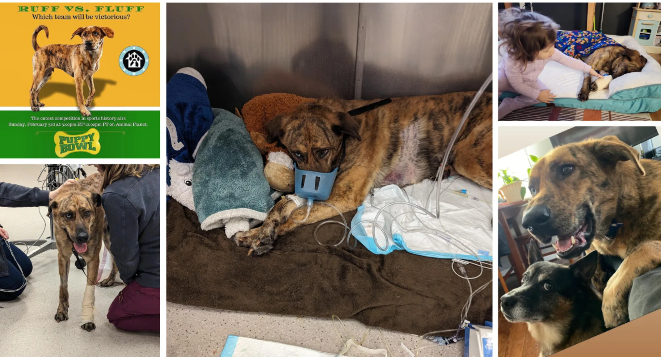 dog laying down with small child holding paw dog laying down with small child holding paw