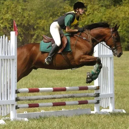 Horse Jumping Competition at Delmarva Equine Clinic
