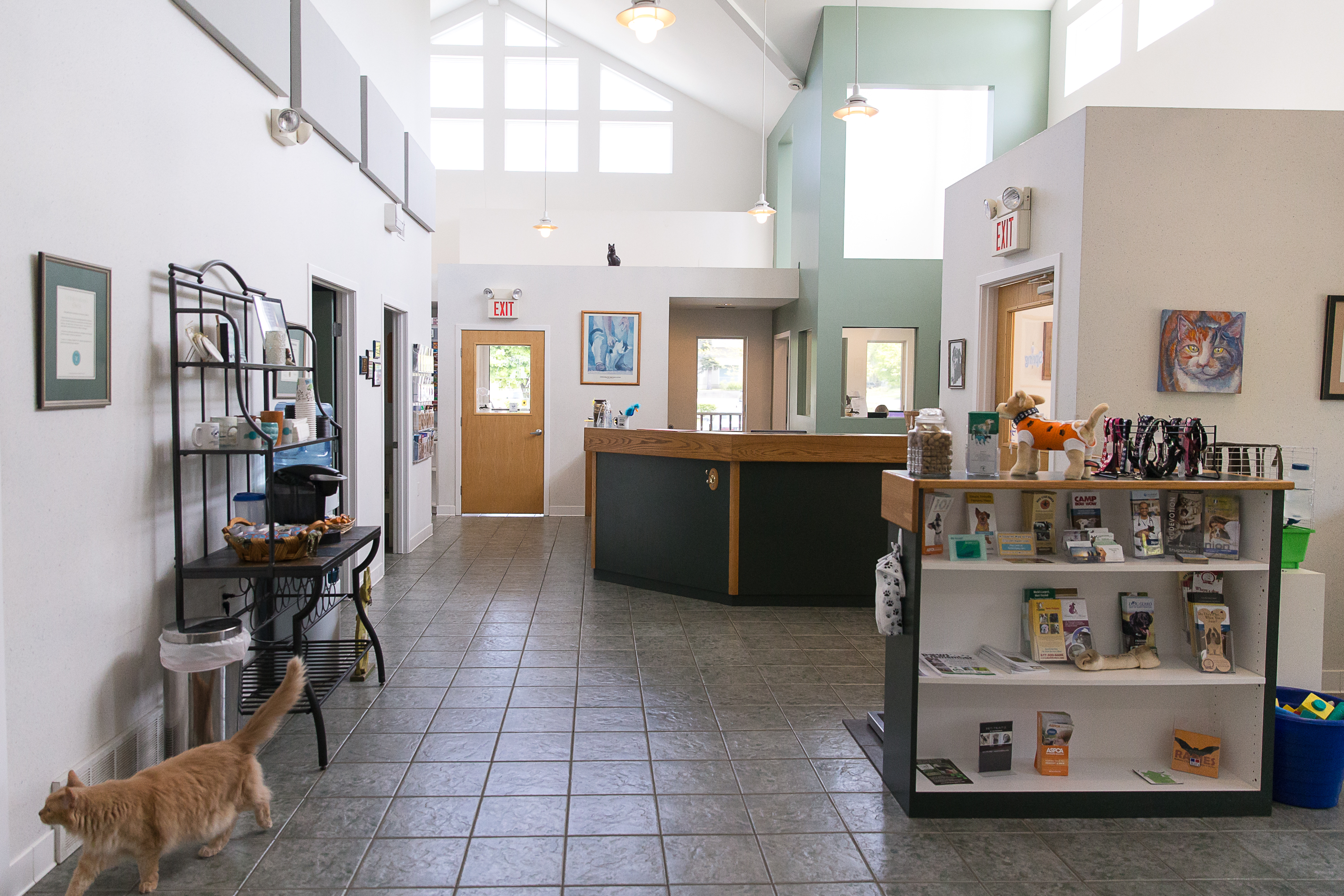 Haven Animal Hospital Reception area where they have a display of pet supplies to purchase and their long haired orange cat, Grover is walking around. 