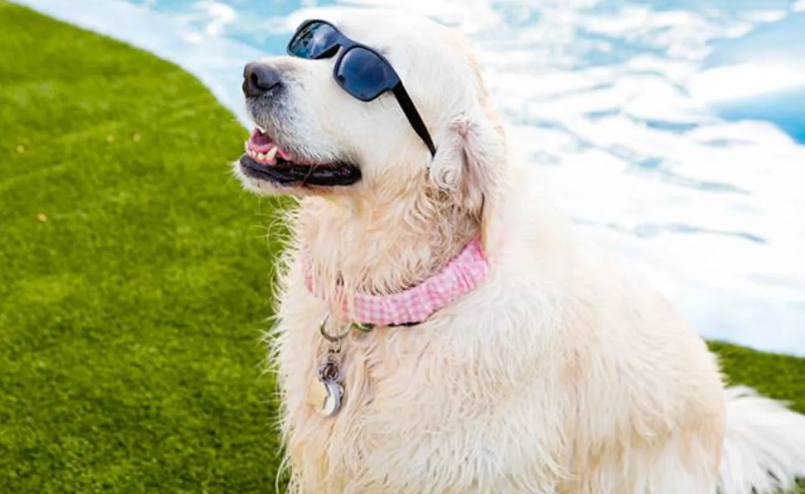 Island Animal Hospital Dog with sunglasses