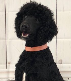 Cypress Rose Boudreaux