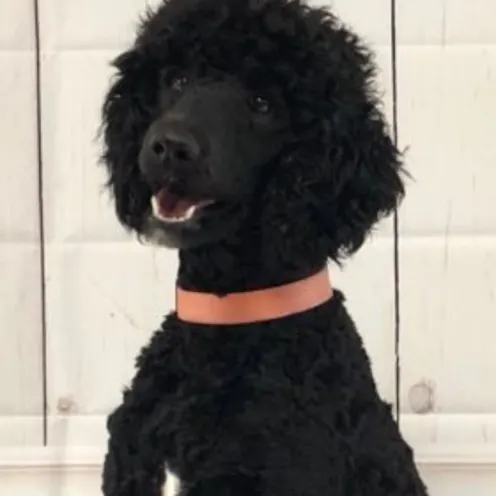 Cypress Rose Boudreaux Cypress Rose Boudreaux