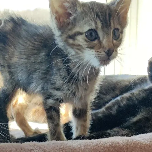 KitKat Sadler KitKat Sadler