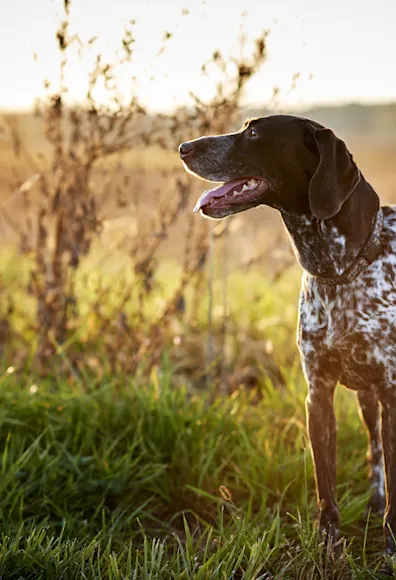 Dog staring into sun in grass Dog staring into sun in grass