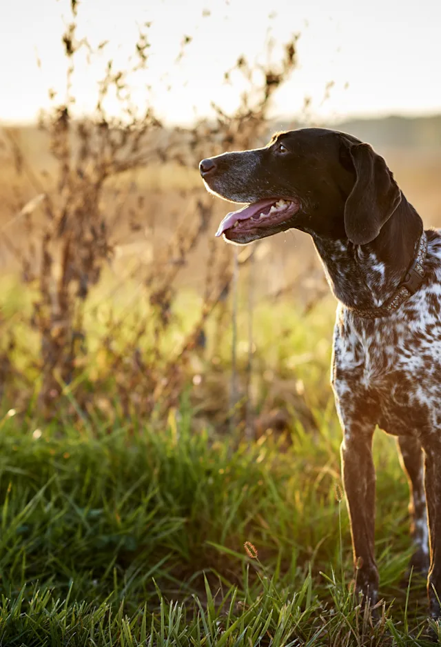Dog staring into sun in grass Dog staring into sun in grass