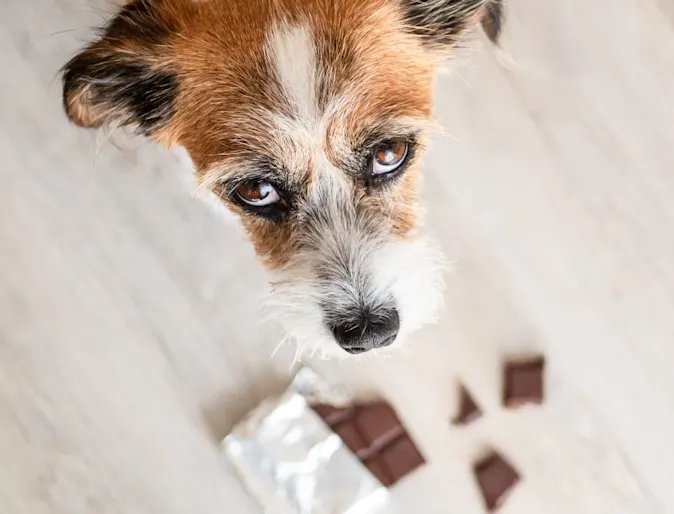 Dog sitting next to chocolate Dog sitting next to chocolate