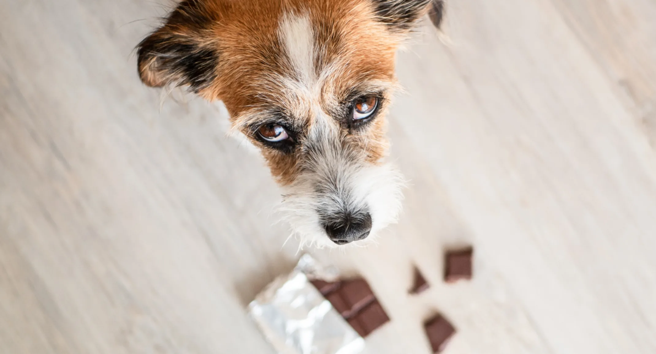 Dog sitting next to chocolate Dog sitting next to chocolate