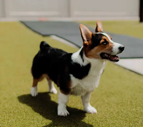 Corgi outside on grass.