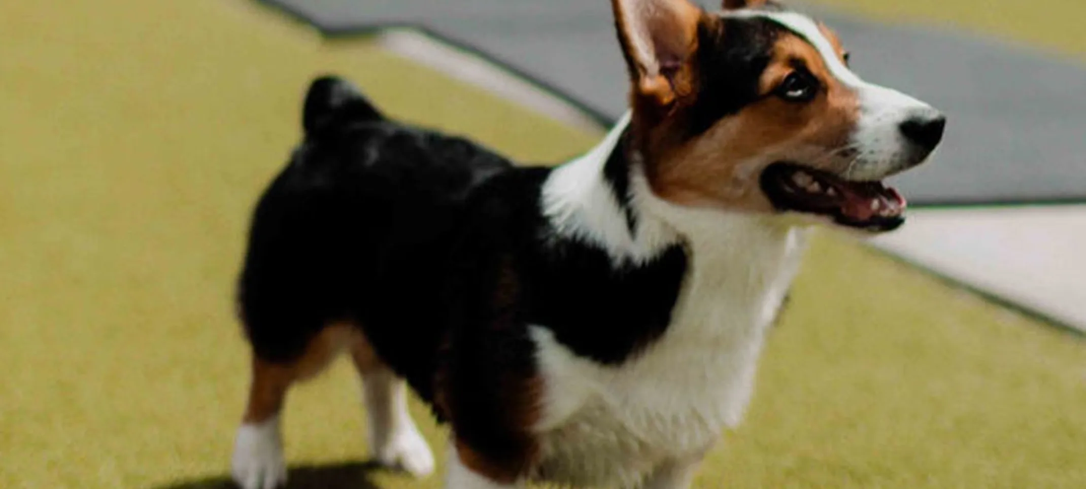 Corgi outside on grass.