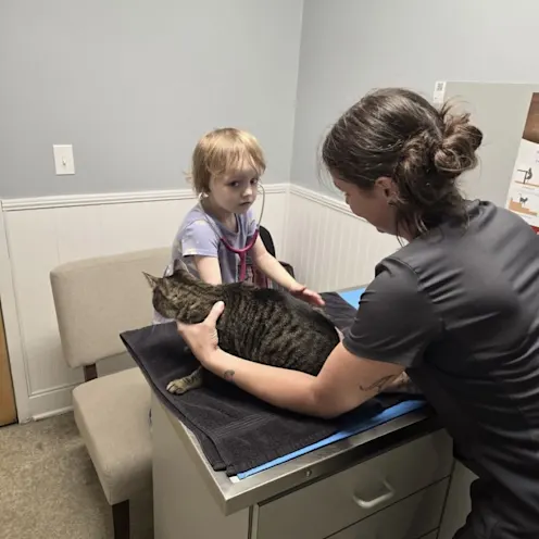 Cat Being Examined Cat Being Examined