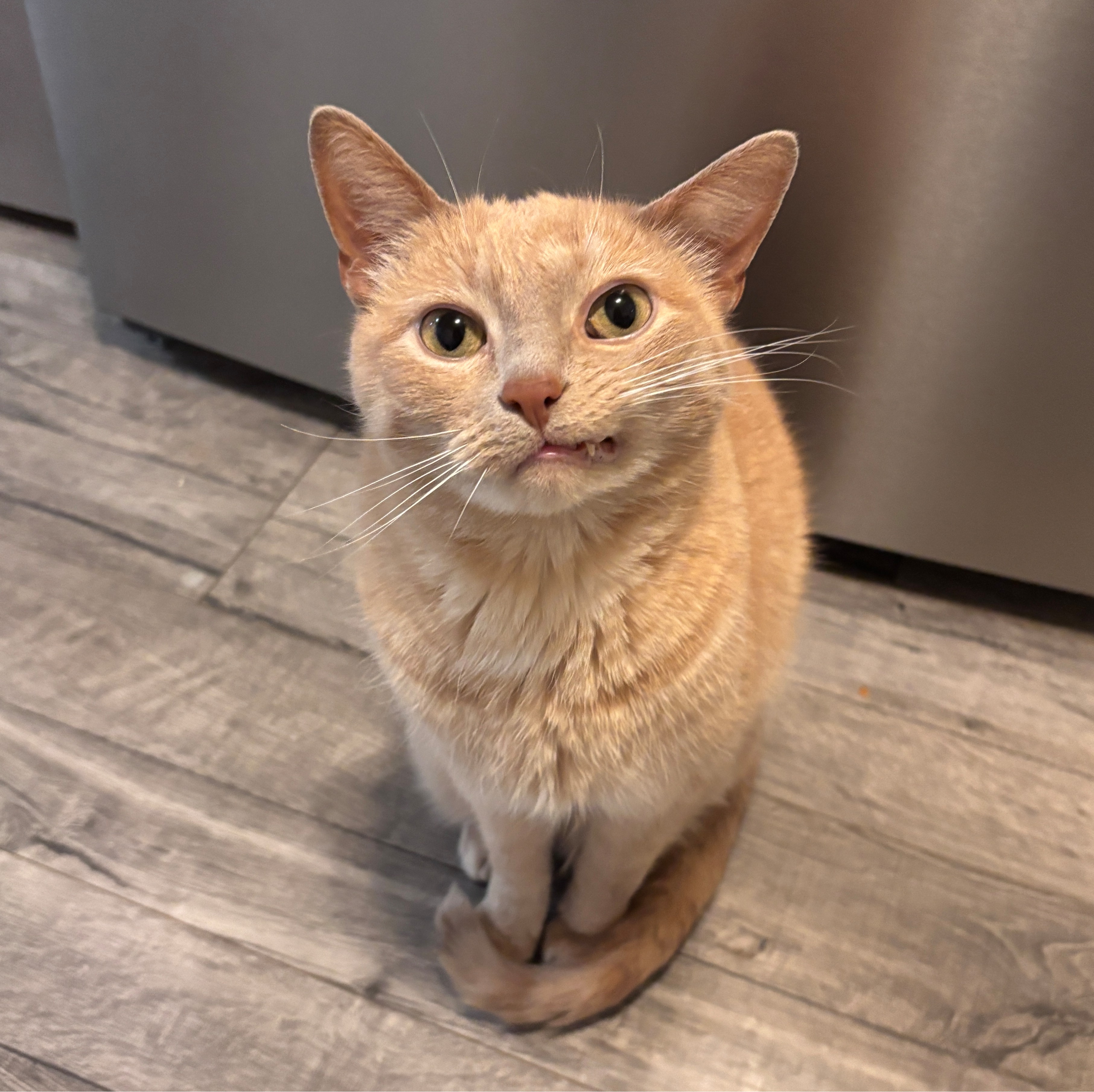 Milo