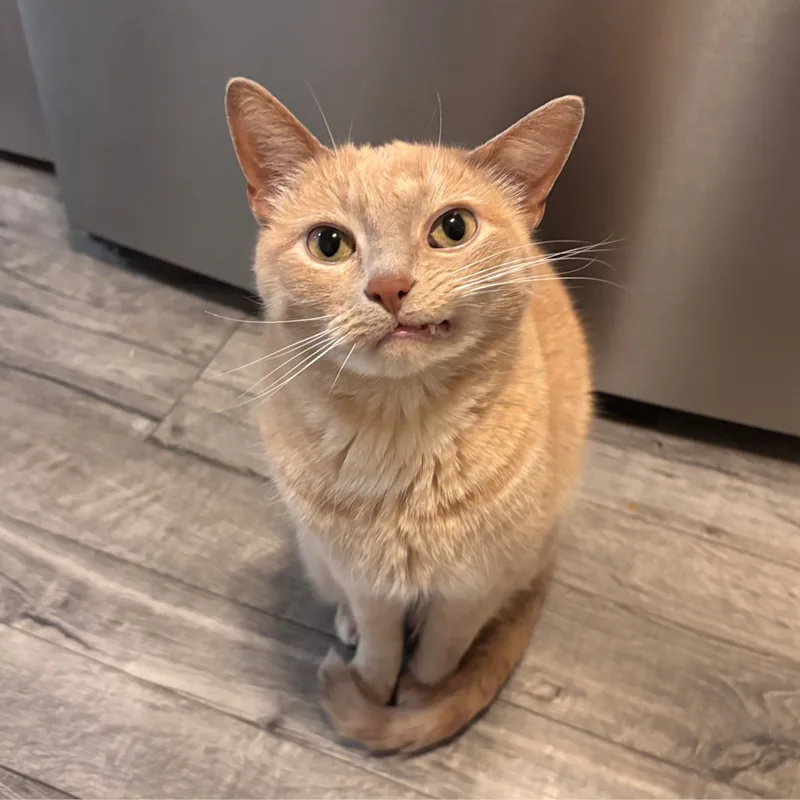 Milo Milo