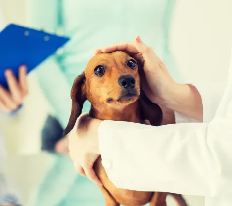 Dog receiving a check up