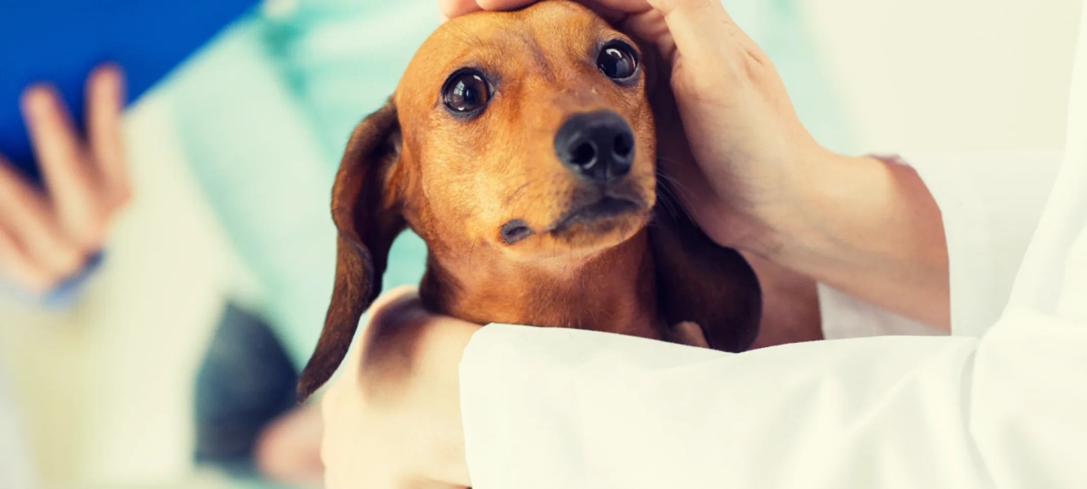 Dog receiving a check up Dog receiving a check up