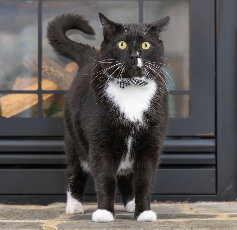 Black and white cat wearing a bow tie