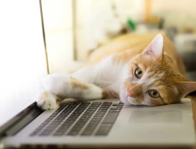 Orange Cat Lying Next to Laptop Orange Cat Lying Next to Laptop